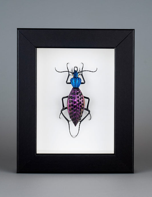 Coptolabrus augustus (purple blue)