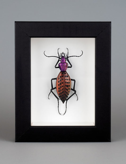Coptolabrus augustus (purple amber)