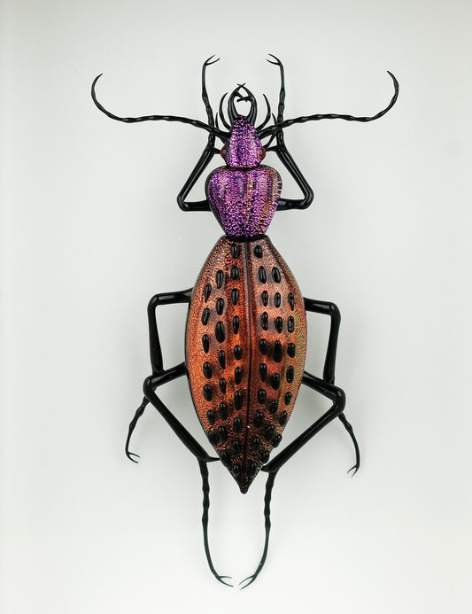 Coptolabrus augustus (purple amber)